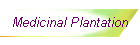 Medicinal Plantation